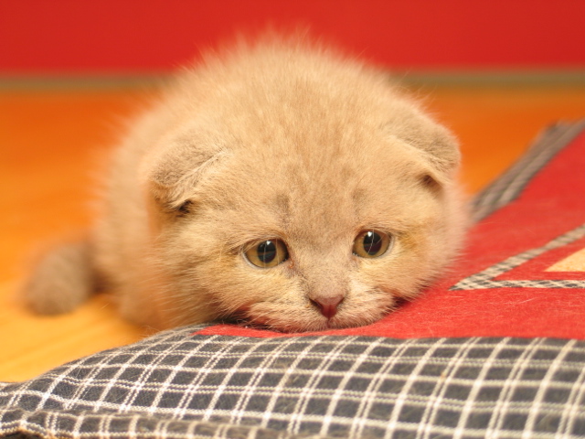 a sad cat